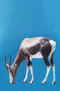 Blesbok Grazing Blue