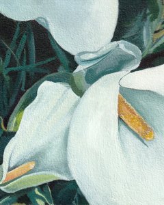 Elegant Calla Lilies by Viccy Wanliss