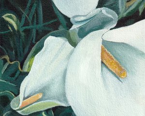 Elegant White Lilies