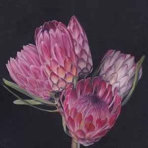Exotic Pink Proteas