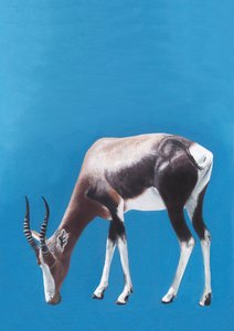 Grazing Blesbok Antelope
