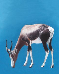 Grazing Bontebok Antelope