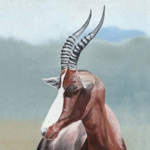 Majestic Blesbok Portrait