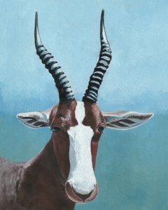 Painted Blesbok Gaze