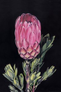 Vibrant Pink Protea