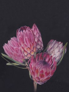 Vibrant Pink Proteas