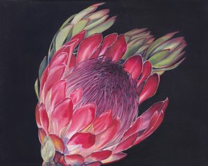 Vibrant Protea Bloom