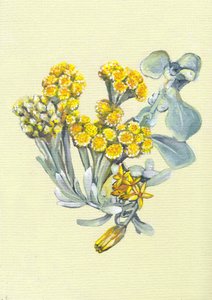 Vibrant Yellow Flowers by Viccy Wanliss
