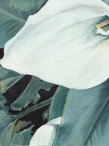 White Calla Lily Bloom
