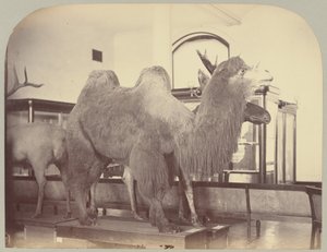 Pl. VIII. Camel and Moose by Victor Prevost, Gaston L. Feuardent and Co., New York