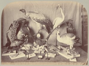 Pl. XIII. Birds