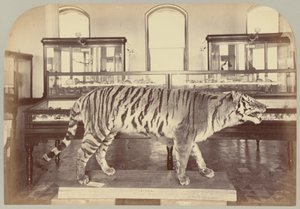 Pl. XI. Bengal Tiger by Victor Prevost, Gaston L. Feuardent and Co., New York