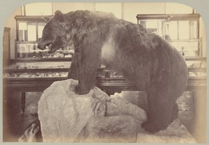 Plate X. Grizzly Bear