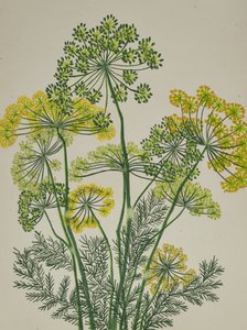Fresh Yellow Dill