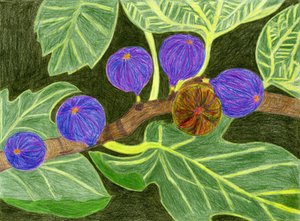 Ripe Figs On Branch by Viktoriia Saunina