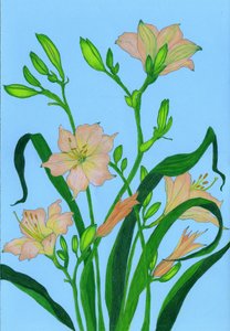 Soft Peach Blooms