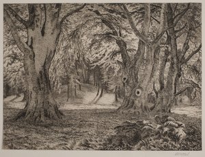 The Interior of a Forest