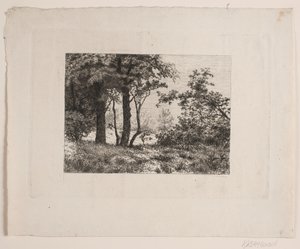 Oak Trees at the Edge of a Forest