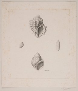 Four Conch Shells by Vilhelm Kyhn