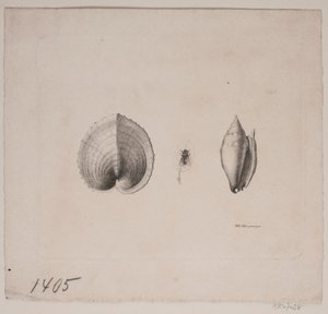 Two Shells and a Fly by Vilhelm Kyhn