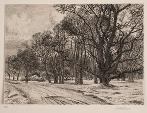 Winter in the Forest