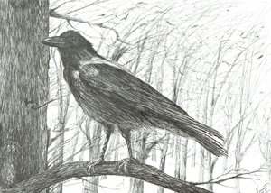Bird by Vincent Alexander Booth
