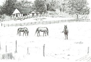 Horses at top of lane