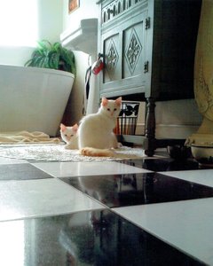 Puddy Cats
