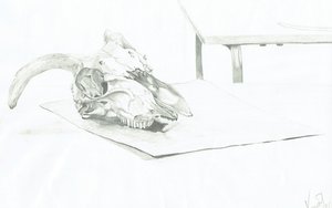 Skull