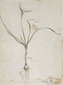 Flower and Bulb, Wichita Mts. April 13, 1869, 1869