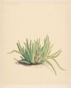 Ice Plant (title on object)