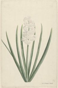 White Hyacinth by Vincent Jansz. van der Vinne