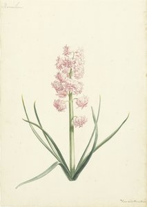 Hyacinth Coral