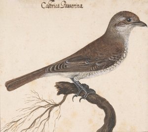 Castrica Passerina by Vincenzo Leonardi