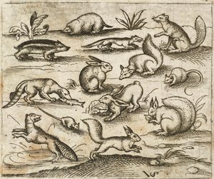 Group of Small Woodland Creatures Eating and Running Around a Pond, Including Mice, Rabbit, Squirrel, Raccoon, Woodchuck, Ferret, Marten, and Badger, from Douce Ornament Prints Album I by Virgilius the elder (after) Solis