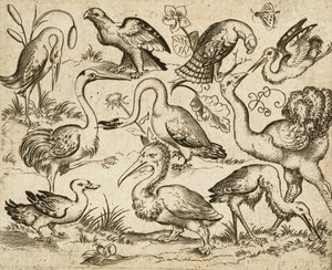Ostrich on Left Side with Nine Other Birds, Including a Heron and a Pelican, Depicted on a Minimal Ground with Patches of Foliage Around Some of the Birds, from Douce Ornament Prints Album I, after 1557