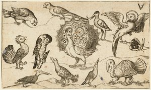 Peacock in Centre Surrounded by Nine Other Birds, Including a Turkey, and a Butterfly on a Minimal Ground with a Small Patch of Grass, from Douce Ornament Prints Album I