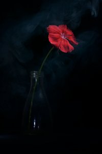 Dramatic Red Bloom by Vladimir Pavlovskyy