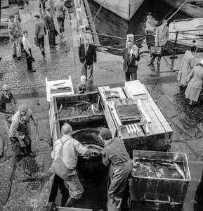 Fishermen in Iceland unload catch onto dock