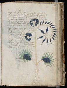 This Page of the Voynich Manuscript Might Possibly Show One of the Oldest Illustrations of a Drosera by Voynich manuscript