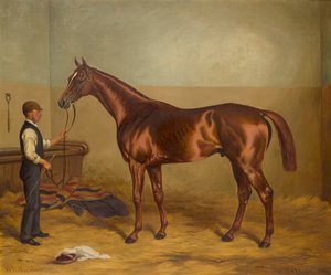 Sir Hugo as a three-year-old held by Groom in a Stable
