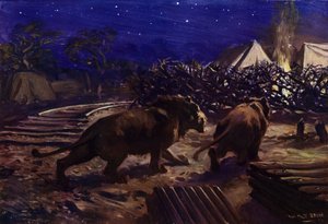 Lions prowling outside a workers