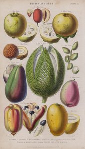 Guava; Jujube; Mangosteen; Litchi; Pistacia; Avocado Pear; Durio; Malay Apple; Akee Fruits and Nuts; Mango by W. Fitch