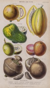 Mammee; Papaw; Sour Sop; Negro Peach; Granadilla; Zabucajo (the lid raised) Fruit and Nut; Brazil Nut and Fruit
