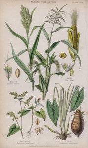Millet; Maize; Buckwheat; Taro