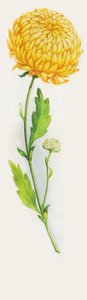 Chrysanthemum flower, drawing