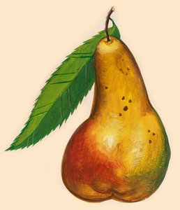 Pear with leaf, drawing