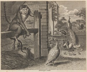 The Baboon and the Poultry by W. Grainger