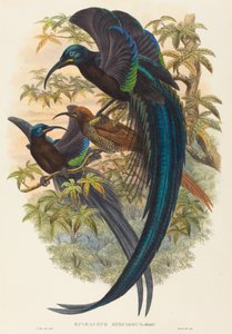Sickle-billed Bird of Paradise by W. Hart