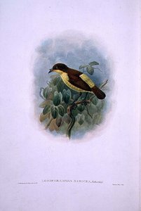 Loboparadisea Serica, Waterbilled Bird of Paradise by W. and Keulemans J.G. Hart